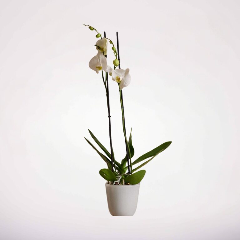 PL00001-1