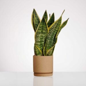 עציץ סנסיוורה