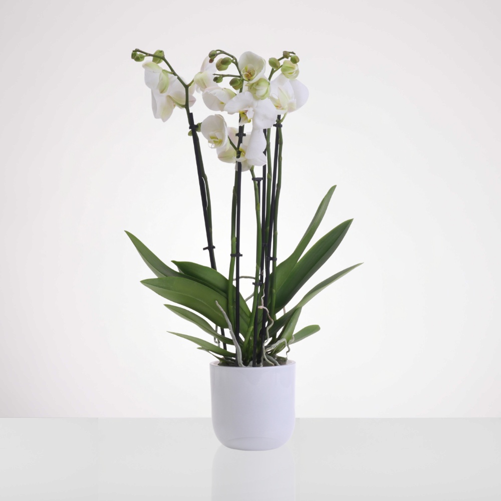 עציץ סחלב כפול - לבן