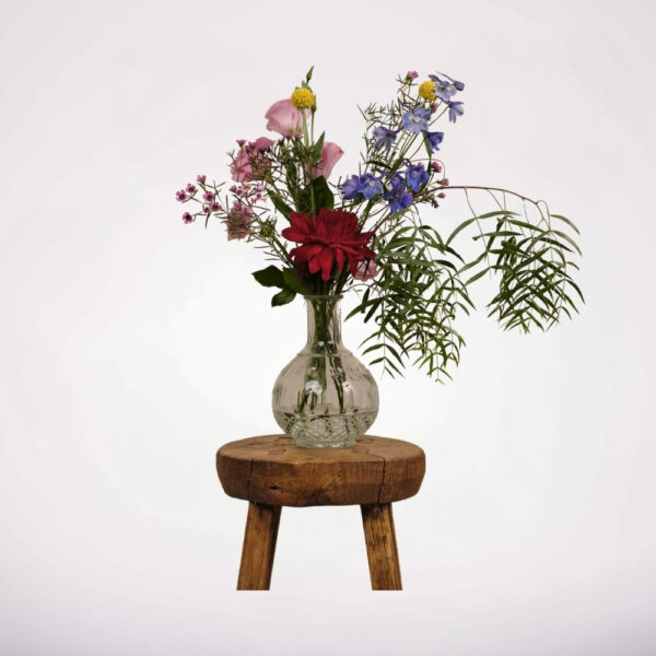 ⁦מיני ווילד⁩ – תמונה ⁦2⁩