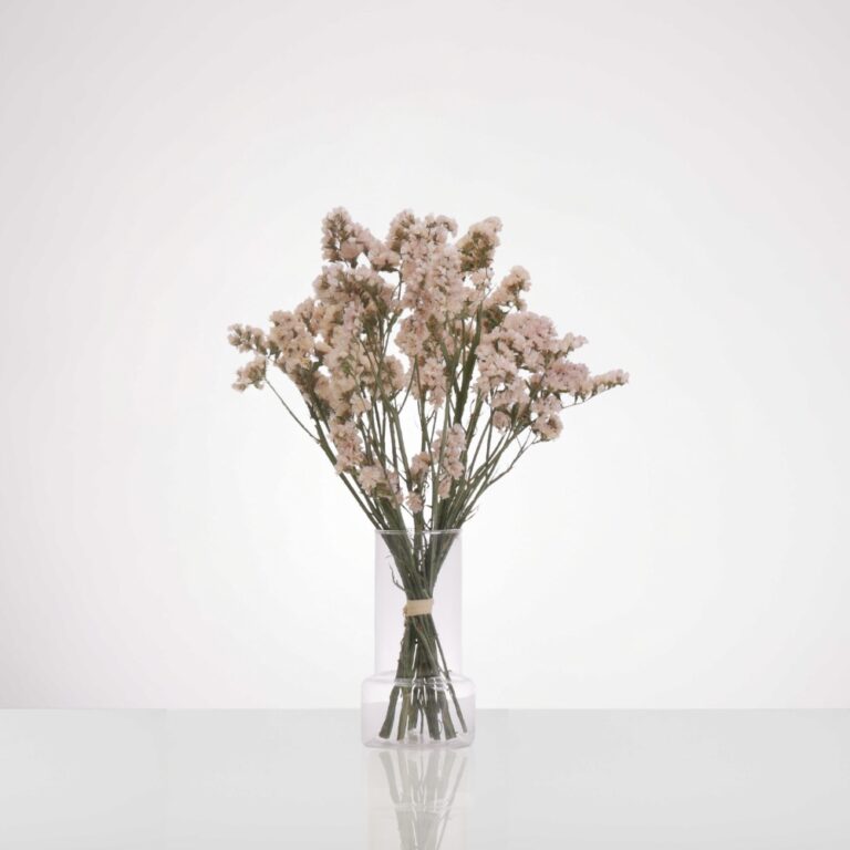 עד עד פיץ' כלי שקוף