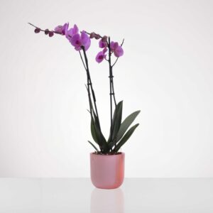 עציץ סחלב כפול - ורוד