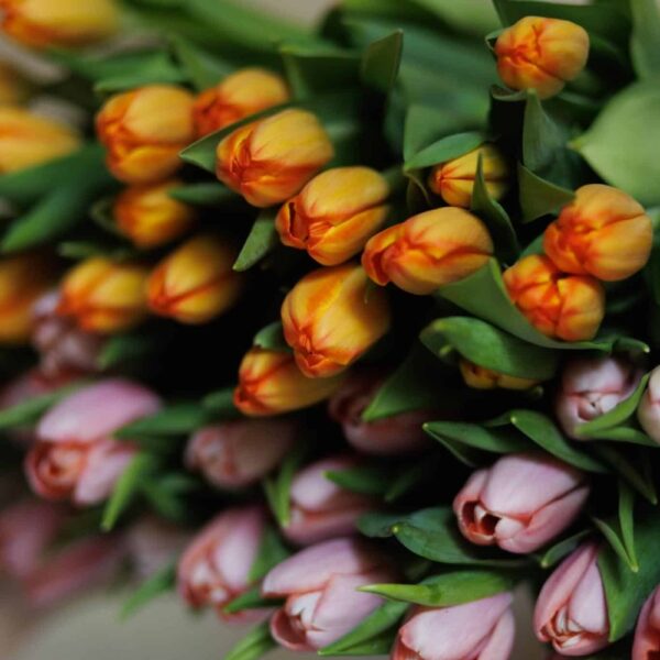⁦Tulips Bunch⁩ – תמונה ⁦3⁩