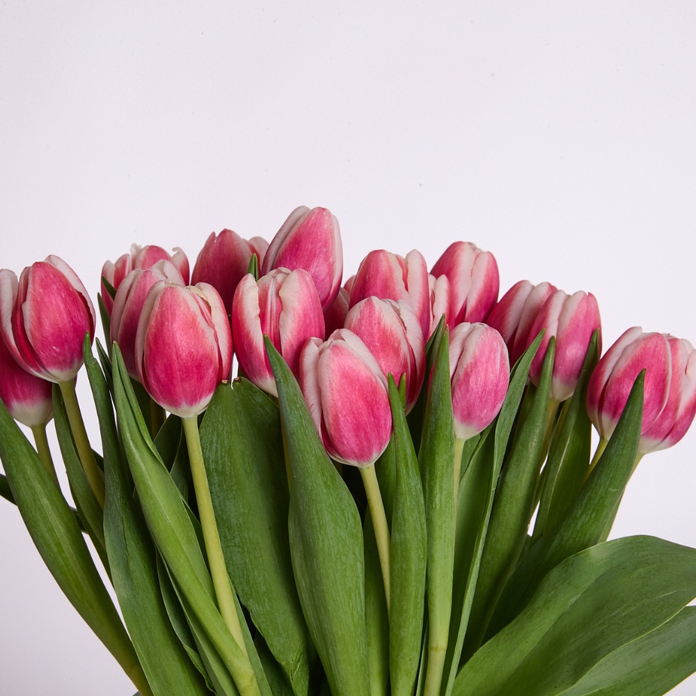 Tulips Bunch – תמונה 2