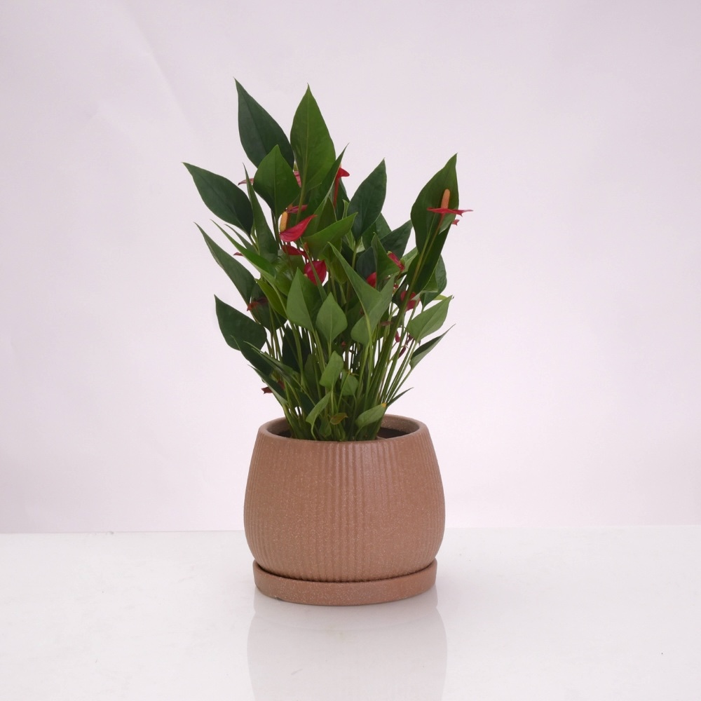 אנטוריום מולטי אדום