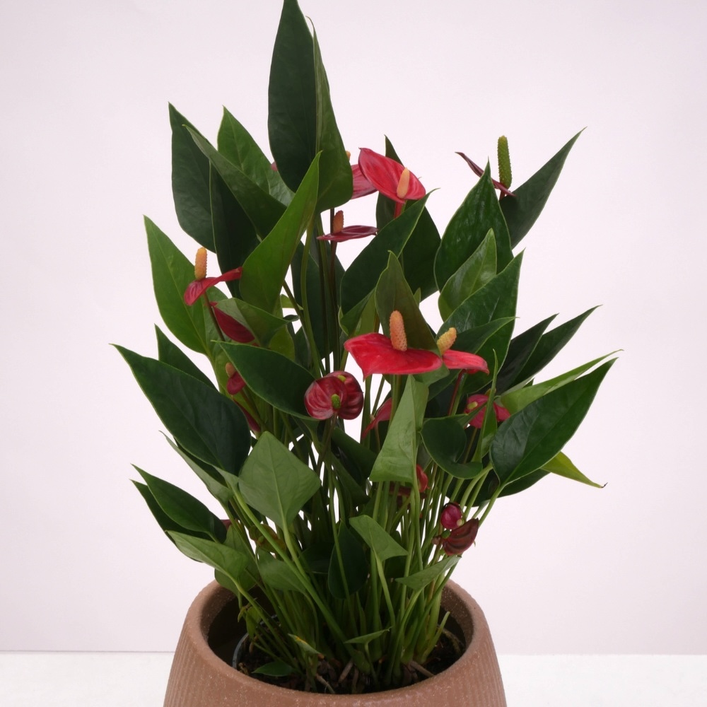 אנטוריום מולטי אדום – תמונה 2