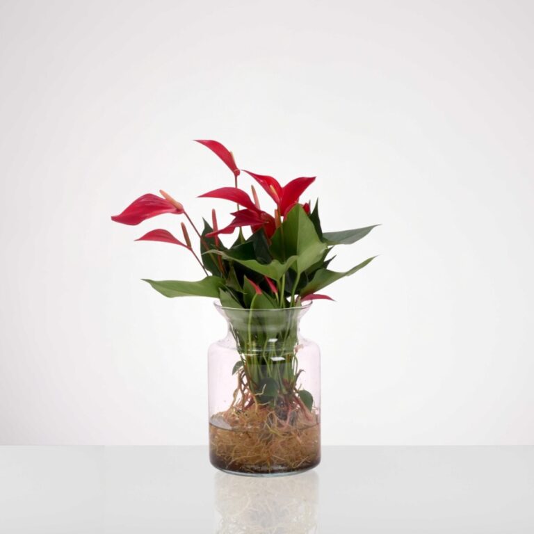 אנטוריום טרריום אדום