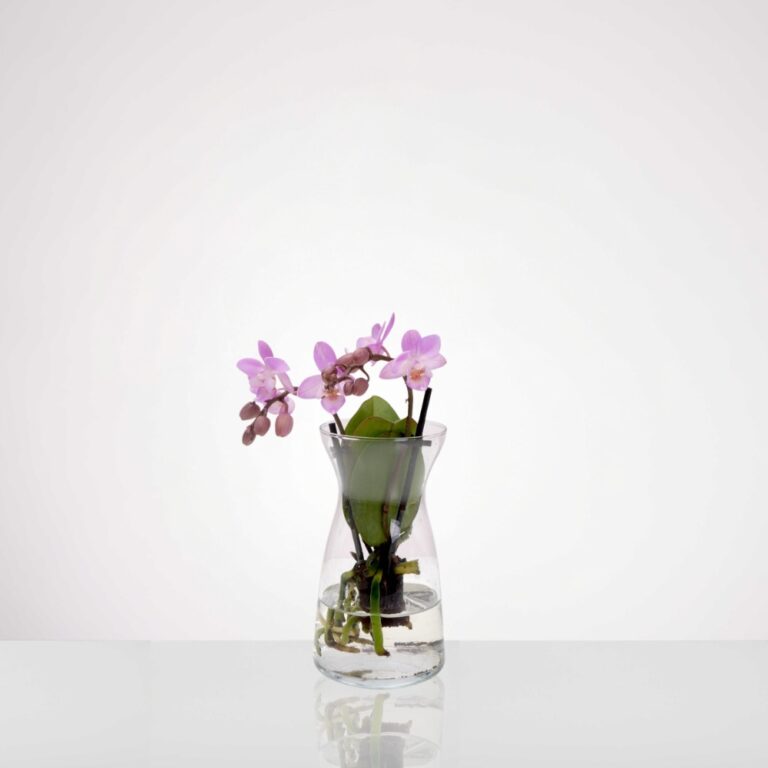 אנטוריום טרריום מיני