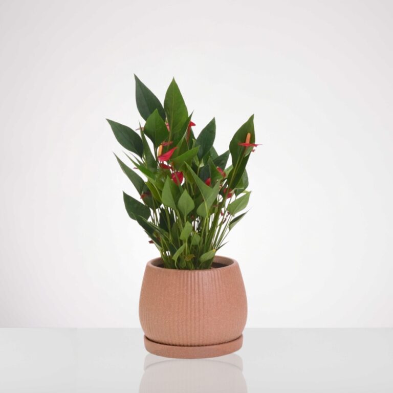 אנטוריום מולטי אדום