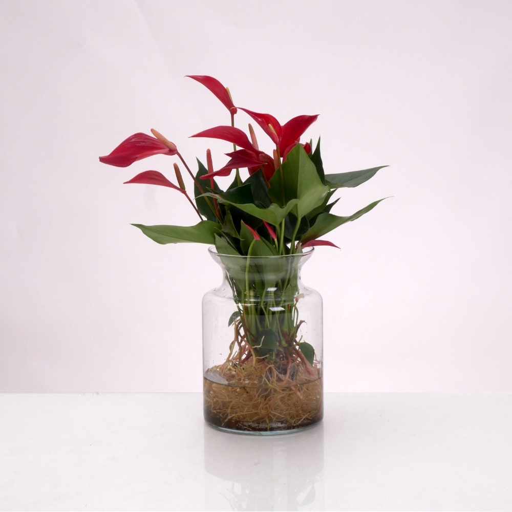 אנטוריום טרריום – תמונה 3