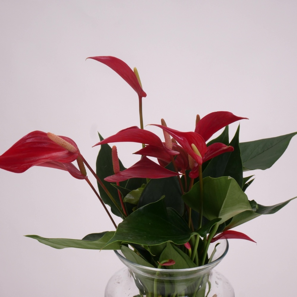 אנטוריום טרריום – תמונה 4