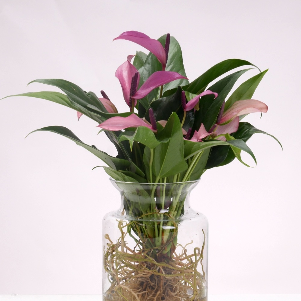 אנטוריום טרריום – תמונה 2