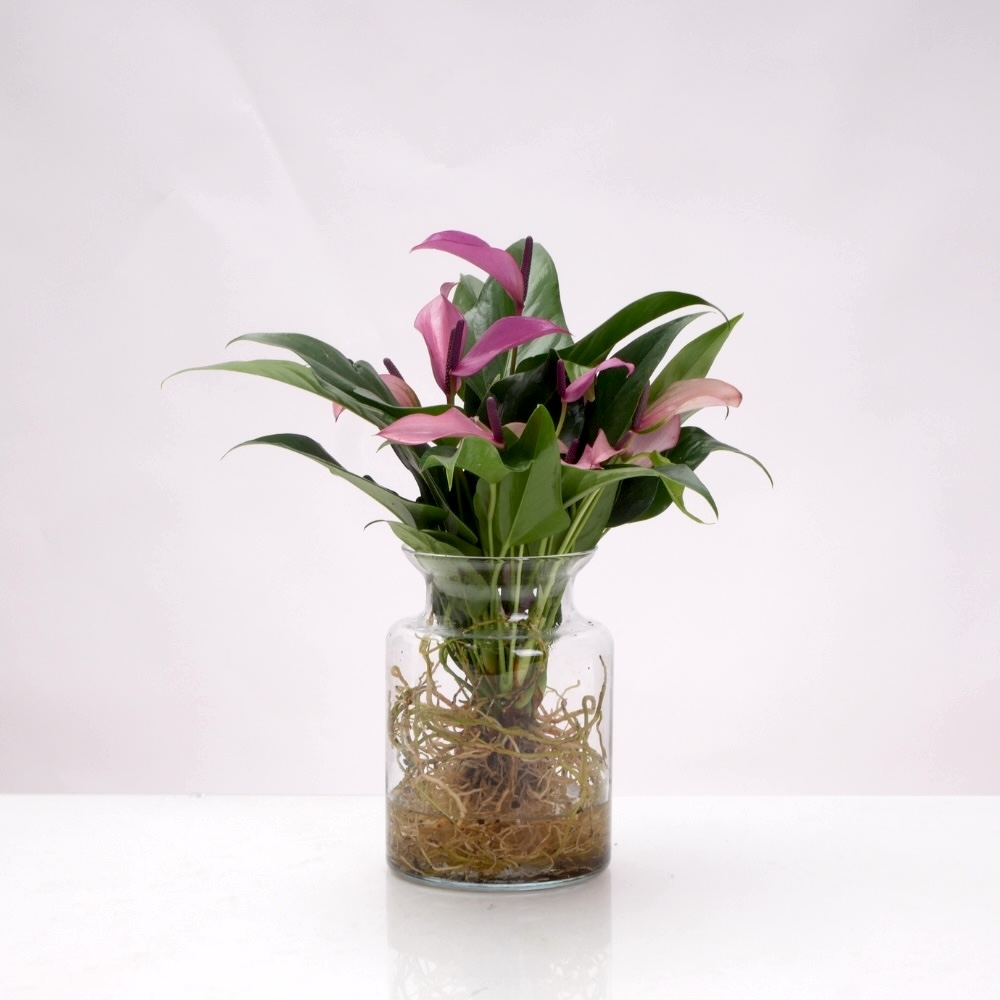 אנטוריום טרריום