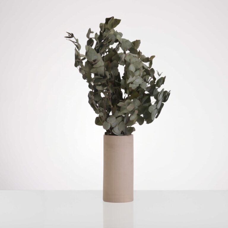 אקליפטוס בכלי עדי ניסני