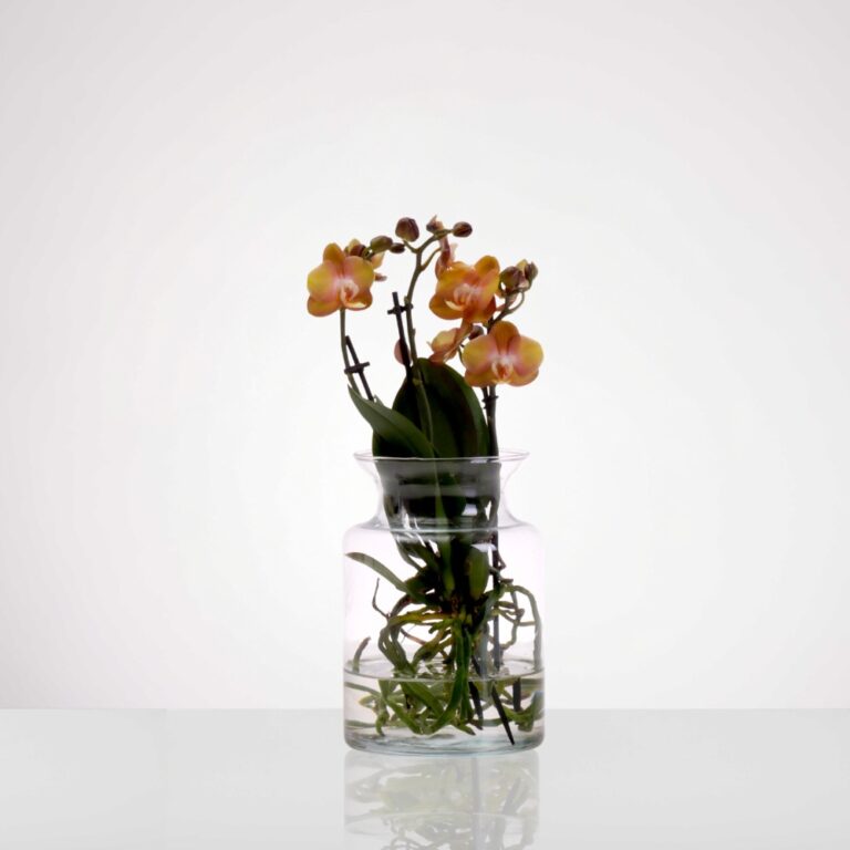 טרריום סחלב כתום