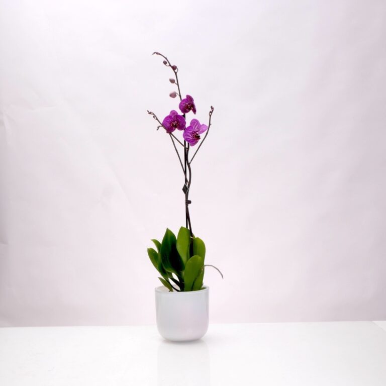 עציצים - סחלב 1