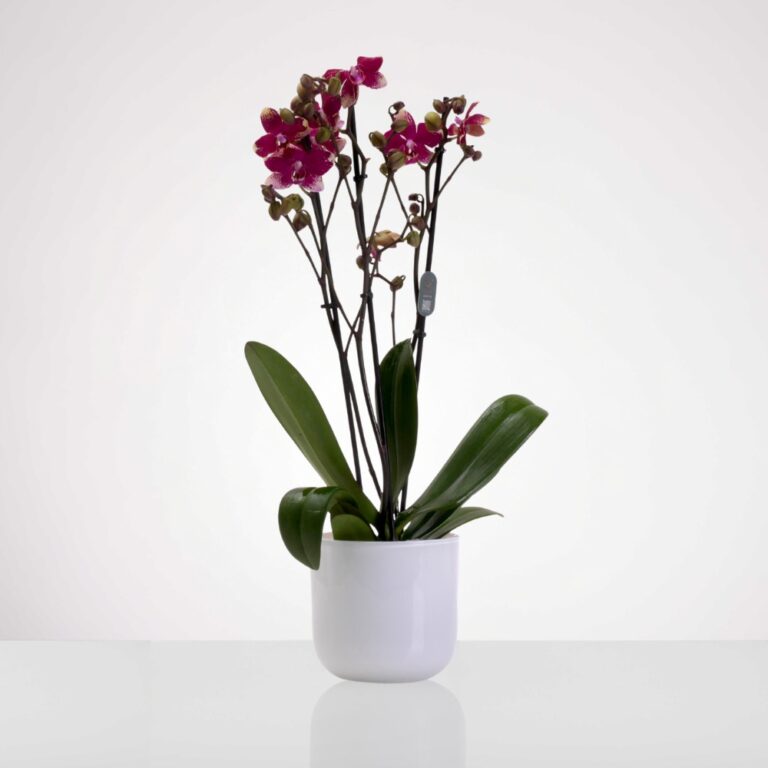 סחלב 3 ענפים ורוד