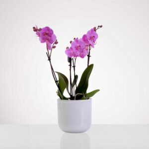 סחלב מולטי 4 ענפים - ורוד