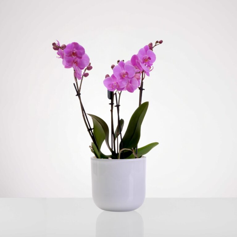 סחלב 4 ענפים ורוד (2)