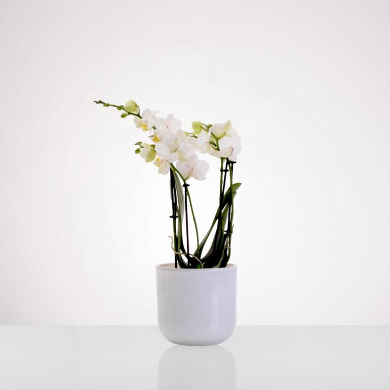 סחלב 4 ענפים לבן