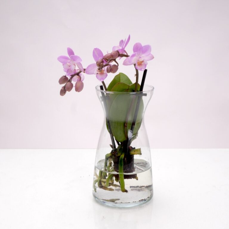 עציצים - סחלב טרריום