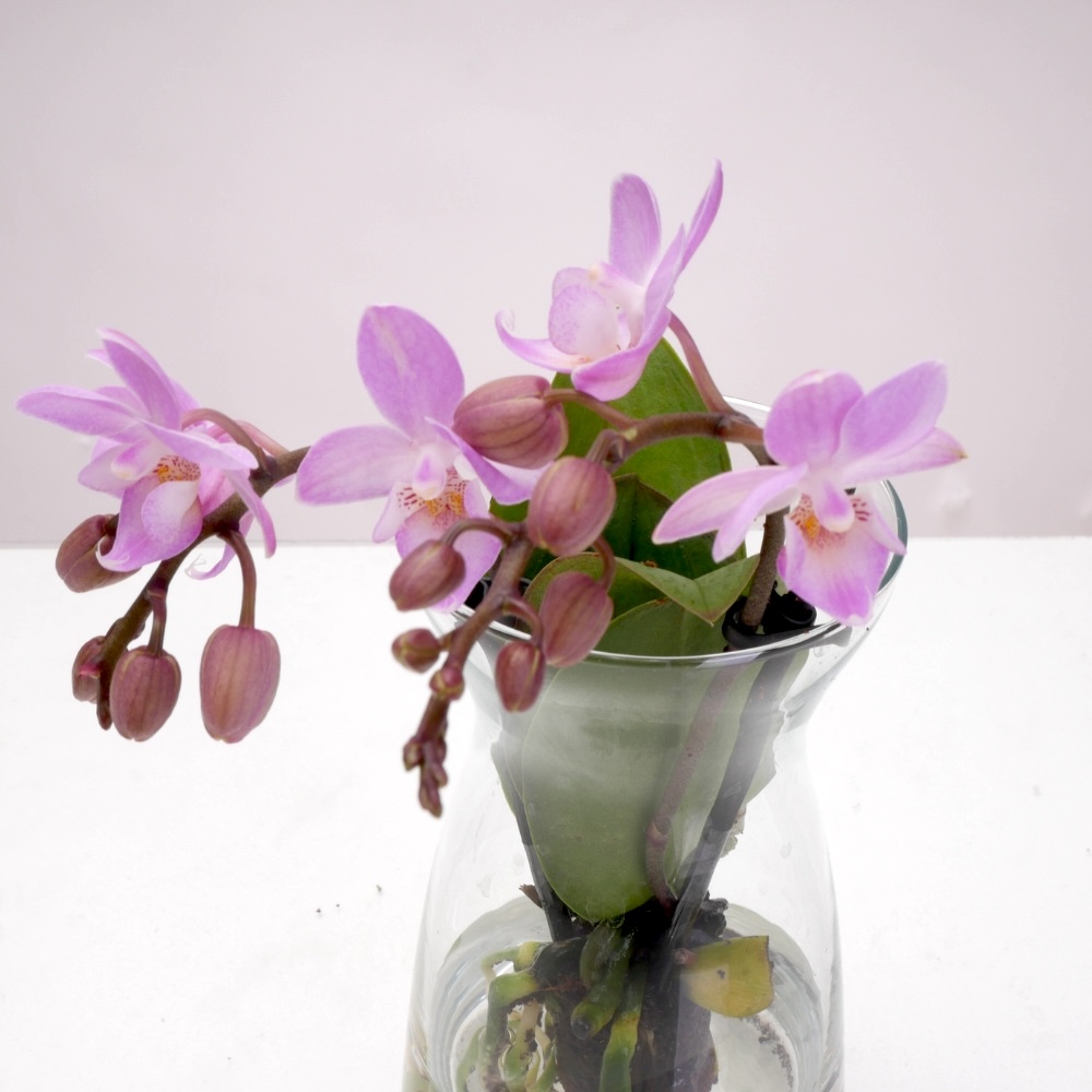 סחלב טרריום מיני – תמונה 2