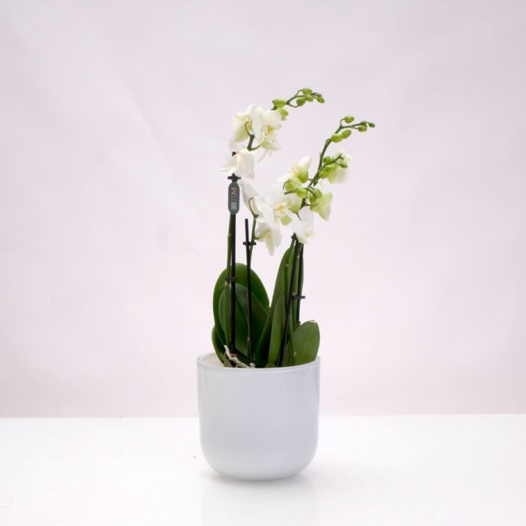 עציצים - סחלב מולטי4