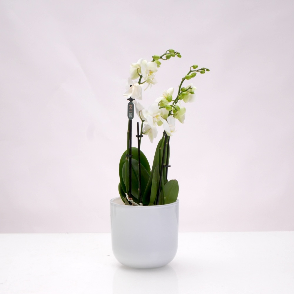 סחלב מולטי 4 ענפים