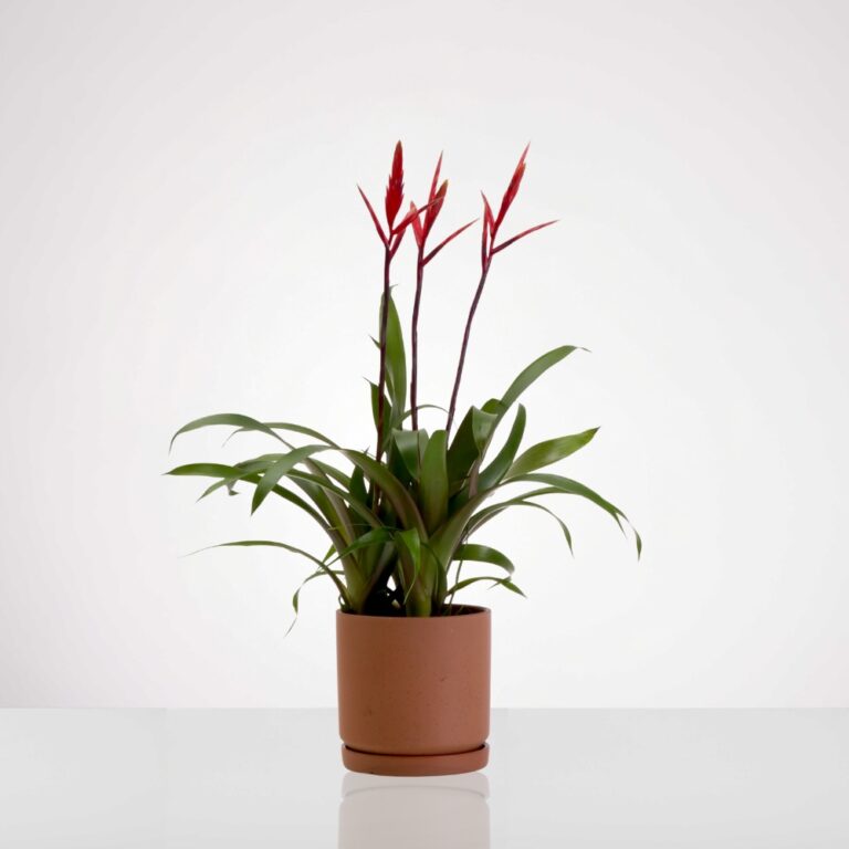 עציץ ברומליה