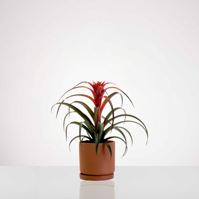 עציץ וריזאה