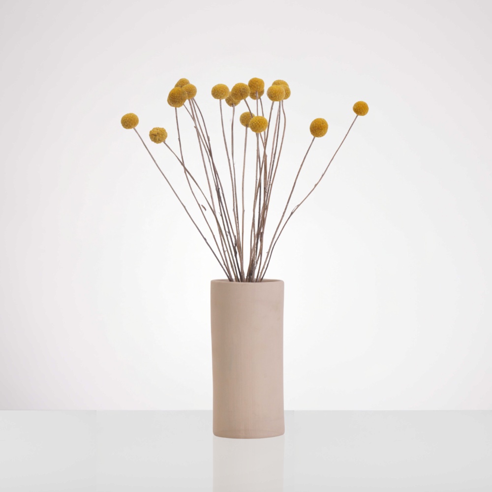 אגד קרספידיה צהובה