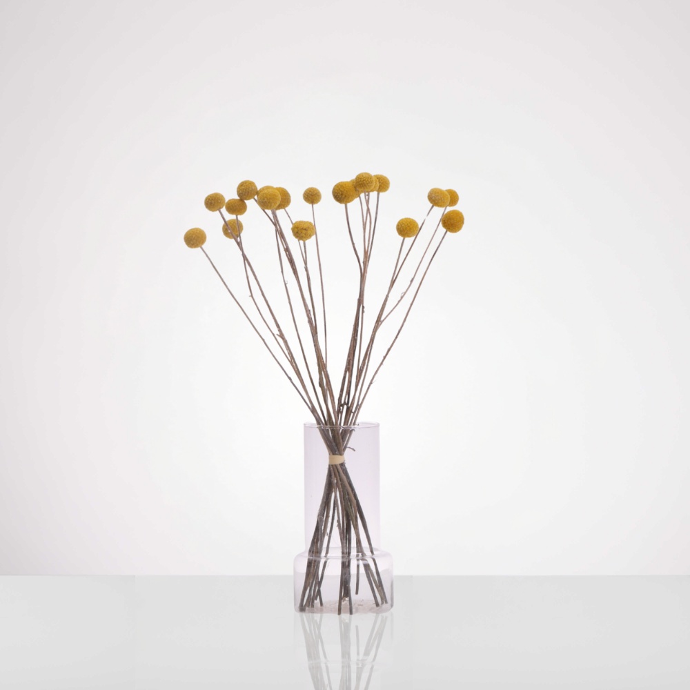 אגד קרספידיה צהובה – תמונה 2