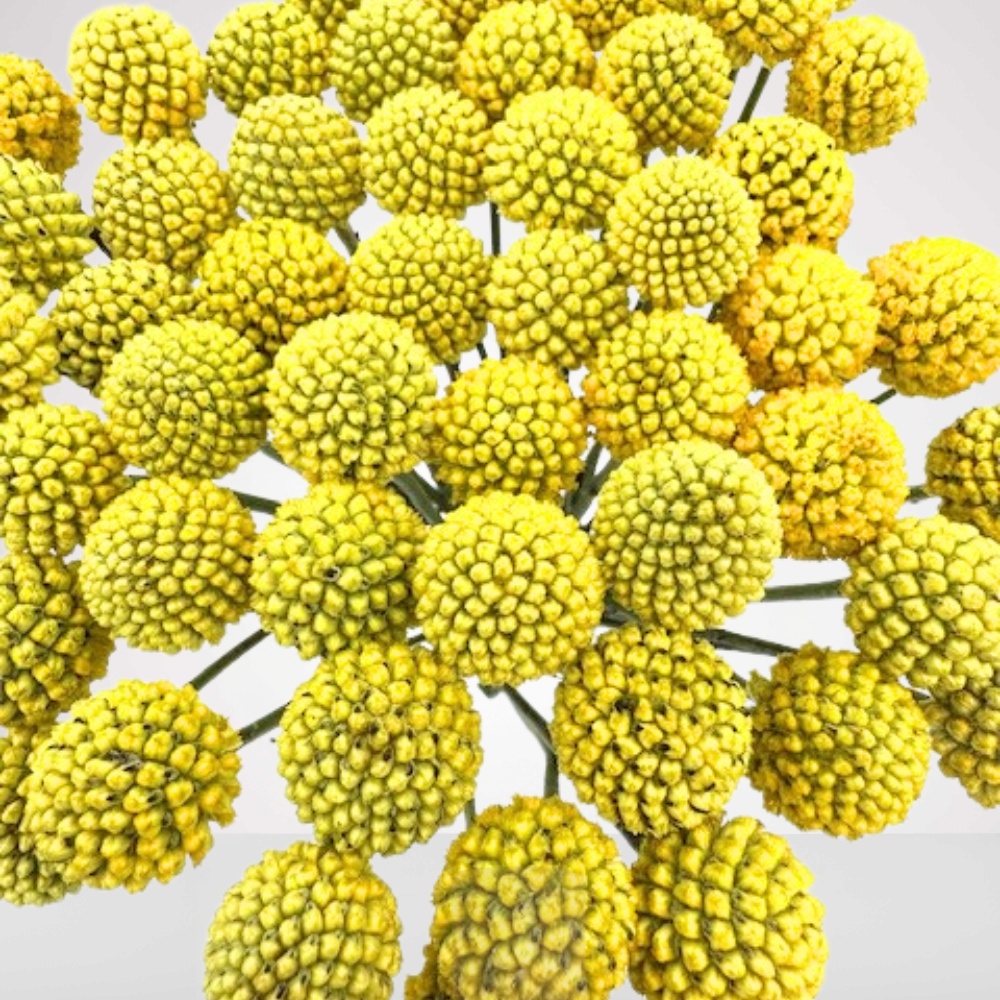 אגד קרספידיה צהובה – תמונה 3