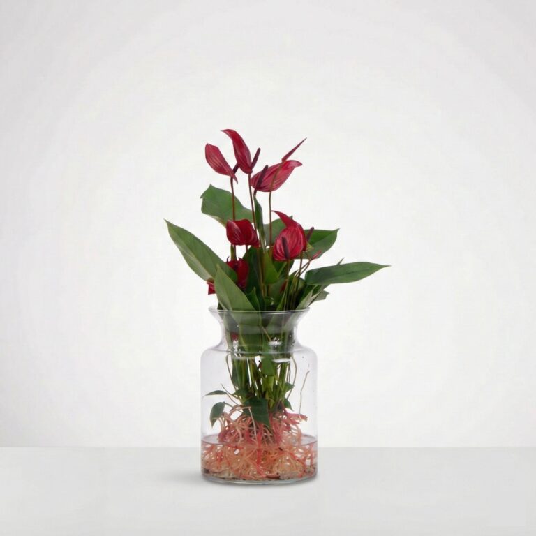 אנטוריום טרריום אדום (2)