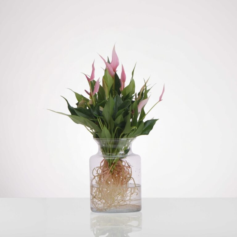 אנטוריום טרריום מולטי ורוד