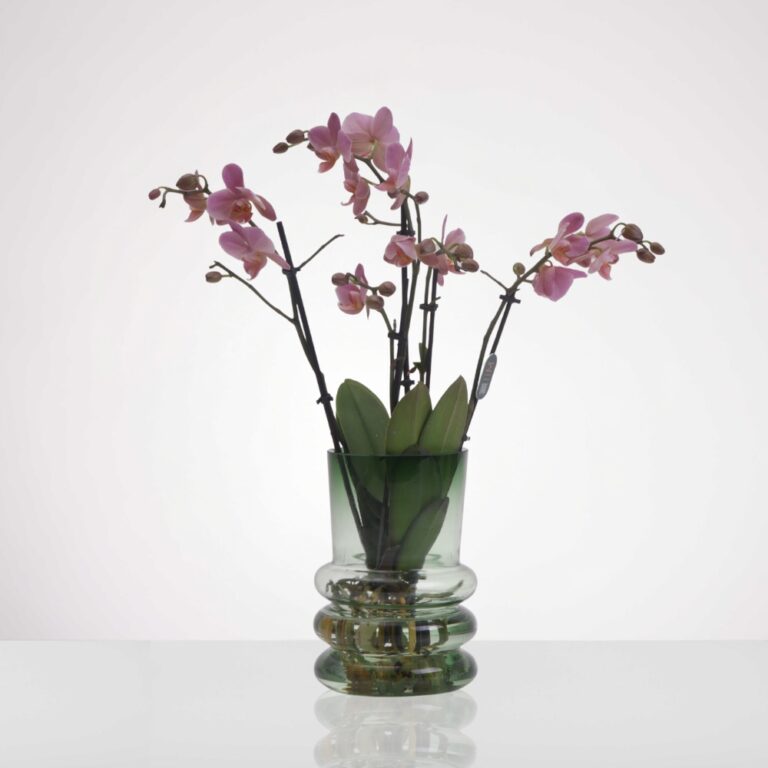 אנטוריום לבן טרריום