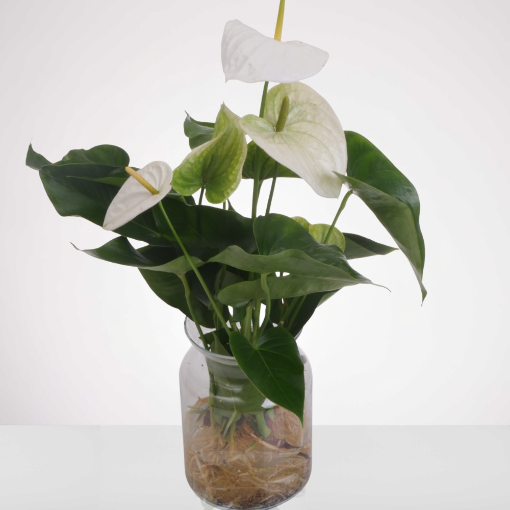 אנטוריום טרריום - לבן – תמונה 2