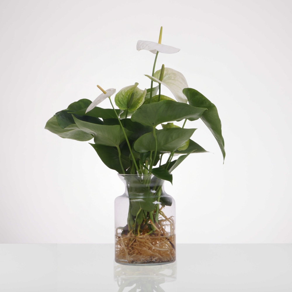 אנטוריום טרריום - לבן