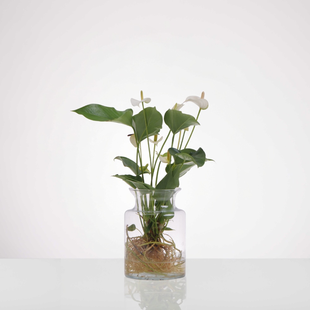 אנטוריום לילי בטרריום - לבן