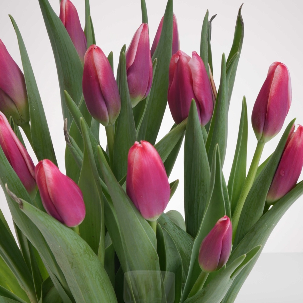 זר טוליפים קלאסי – תמונה 3