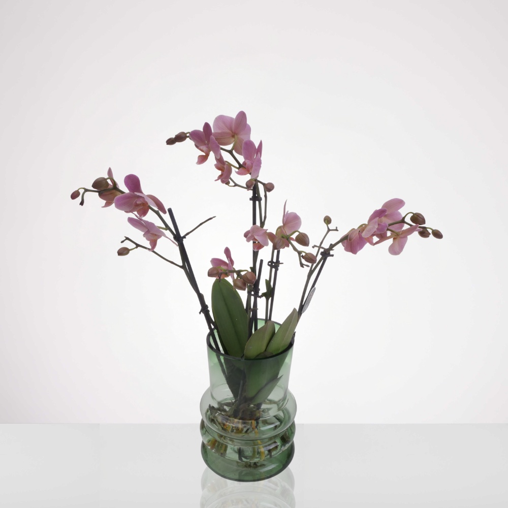 סחלב טרריום ורוד באגרטל אמרלד – תמונה 2