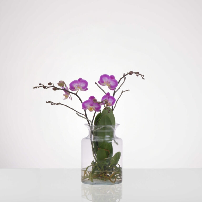 סחלב טרריום ורוד