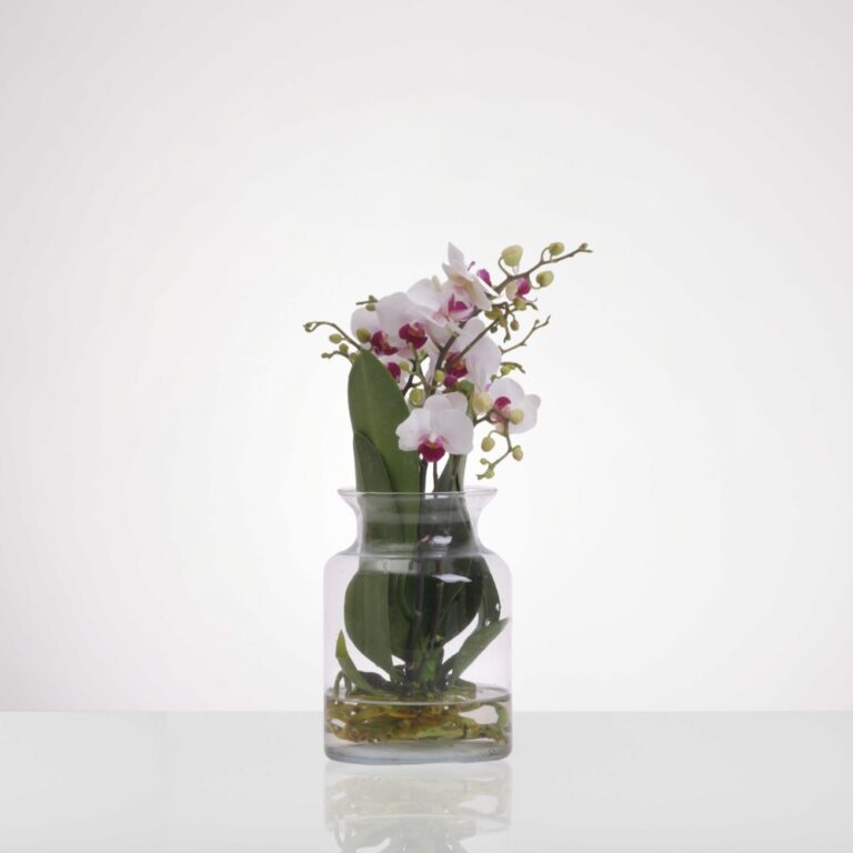 סחלב טרריום לבן