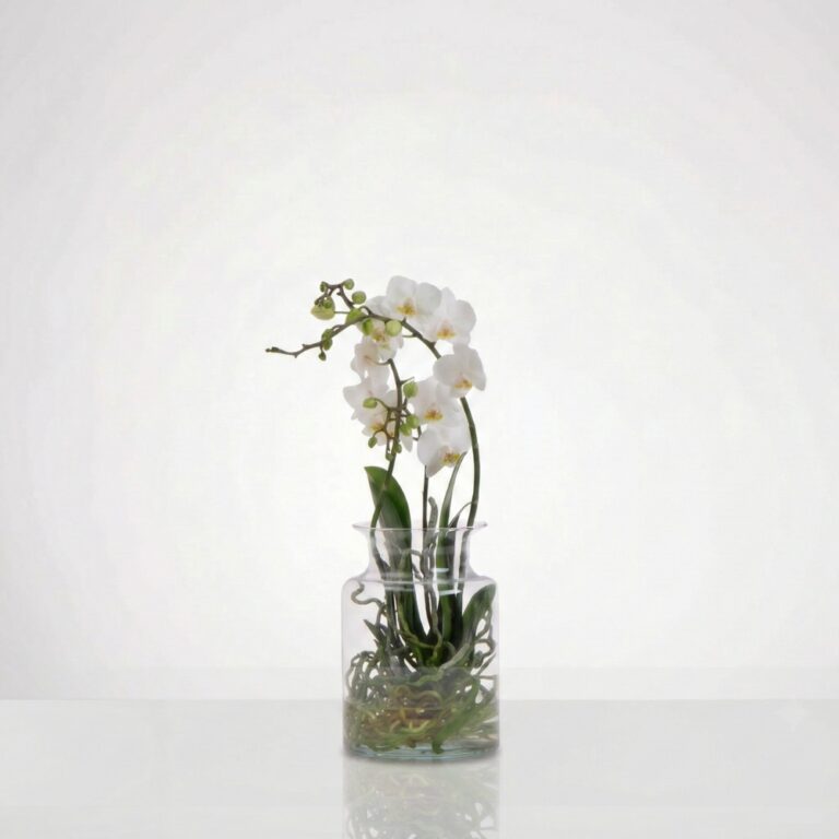 סחלב טרריום לבן נקי (2)