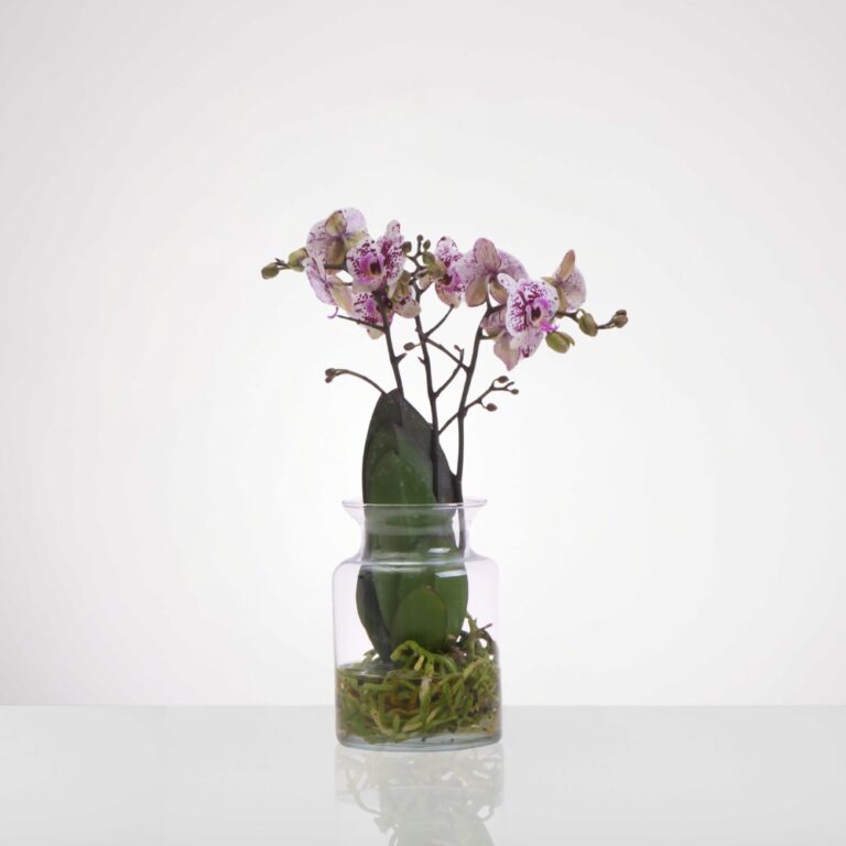 סחלב לבן מנומר סגול