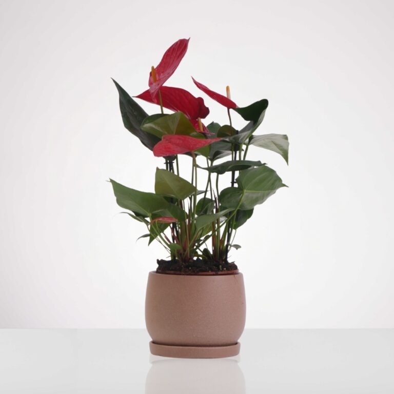 עציץ אנטוריום אדום