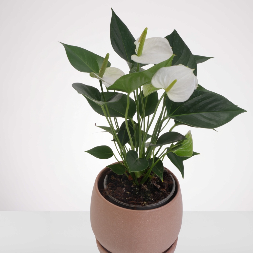 עציץ אנטוריום לבן – תמונה 2
