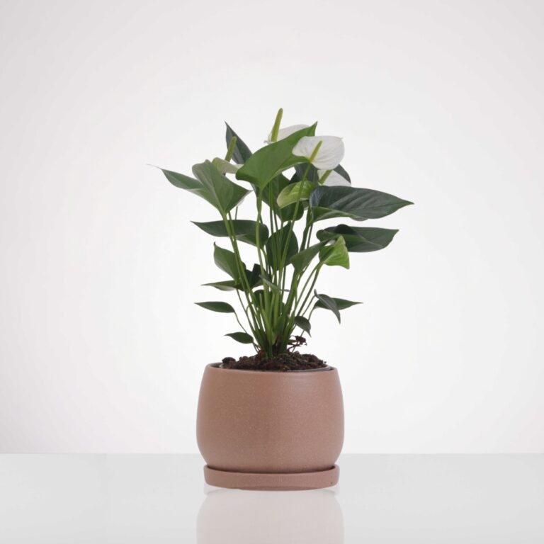 עציץ אנטוריום לבן