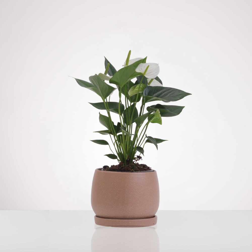 עציץ אנטוריום לבן