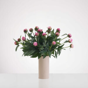 אגד פיוני (אדמוניות)